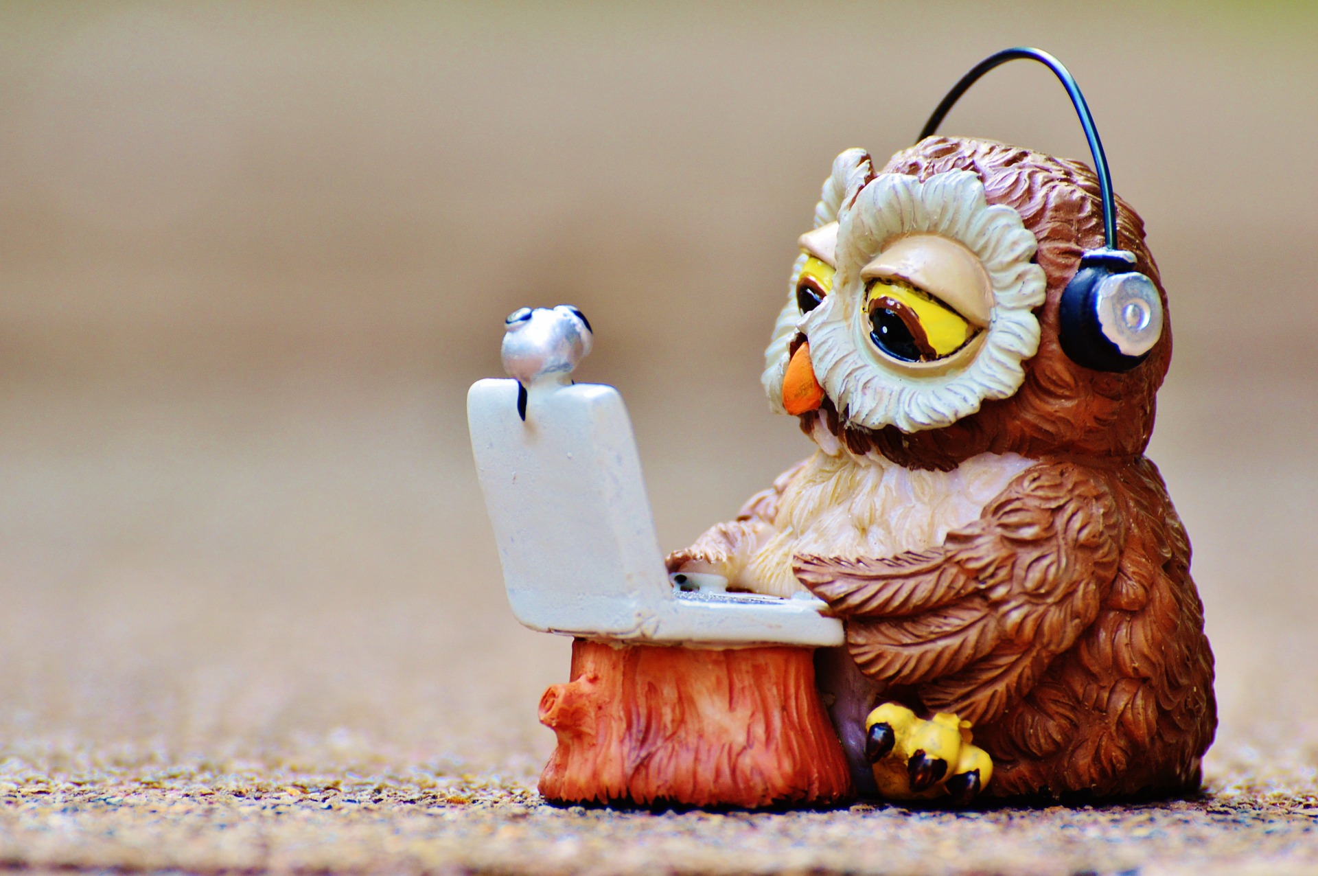 wise owl uses good internet provider
